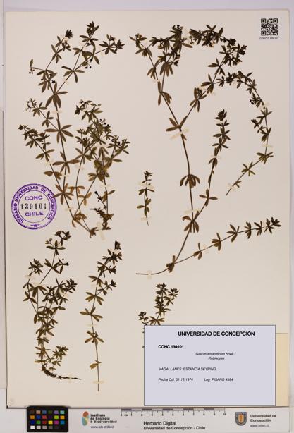 Galium antarcticum [Espécimen: UDEC:CONC:0139101]