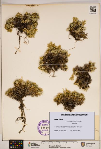 Azorella trifurcata [Espécimen: ]