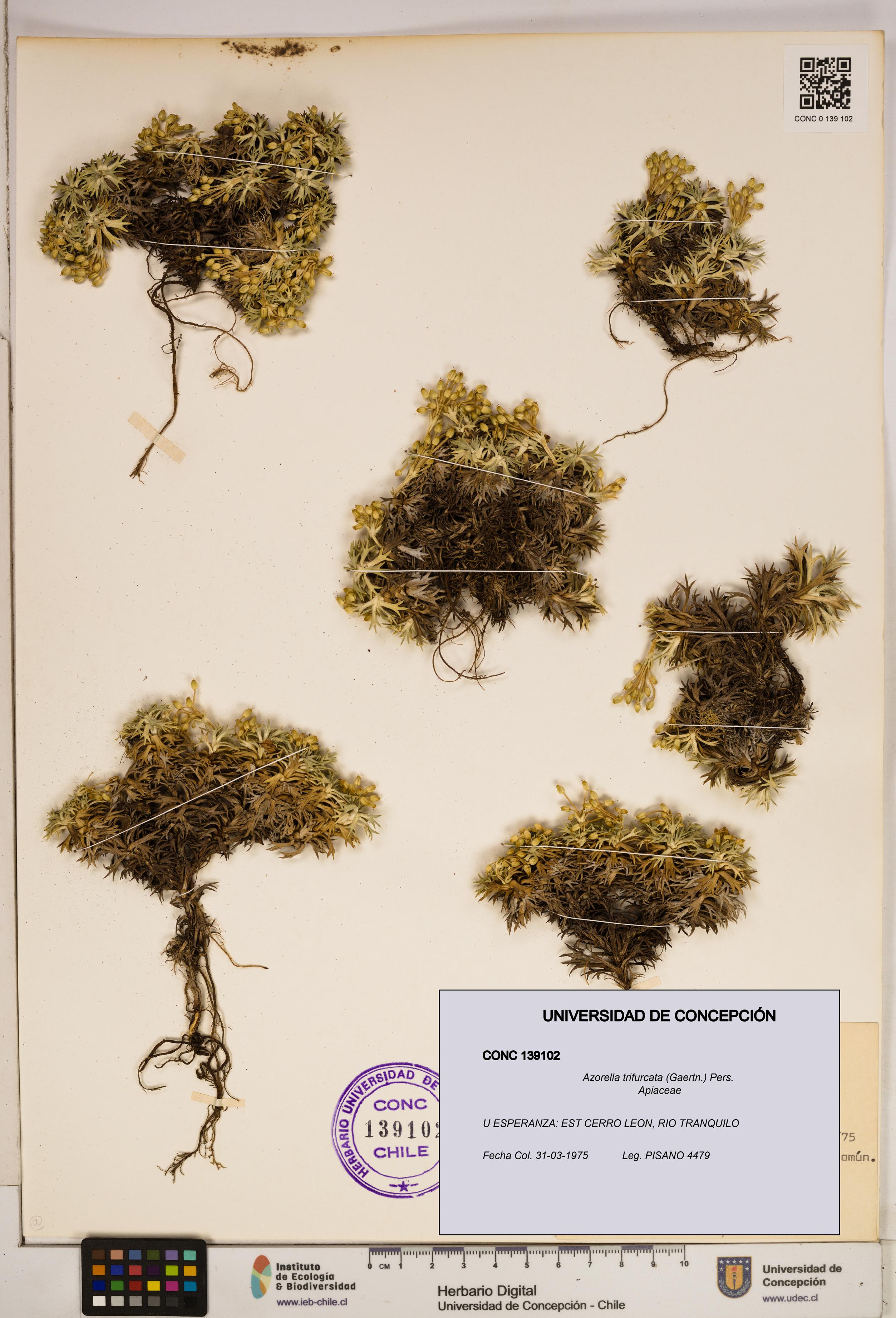 Azorella trifurcata [Espécimen: ]