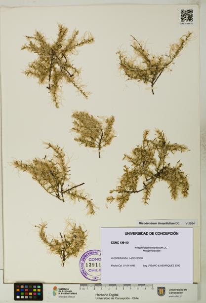 Misodendrum linearifolium [Espécimen: UDEC:CONC:0139110]