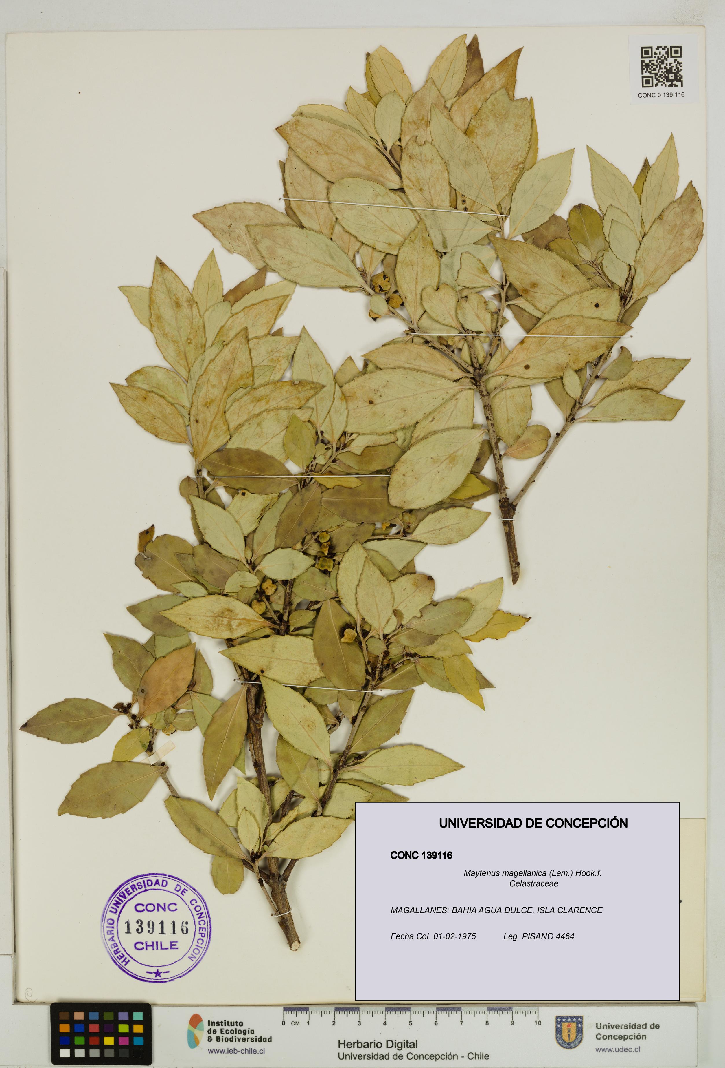 Maytenus magellanica [Espécimen: UDEC:CONC:0139116]