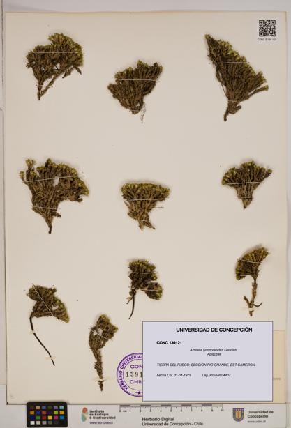 Azorella lycopodioides [Espécimen: ]
