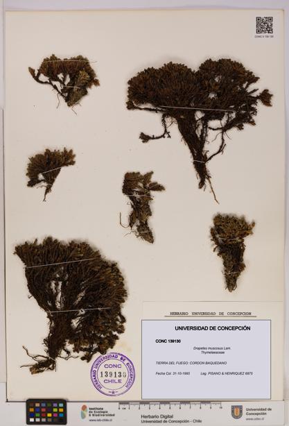 Drapetes muscosus [Espécimen: UDEC:CONC:0139130]