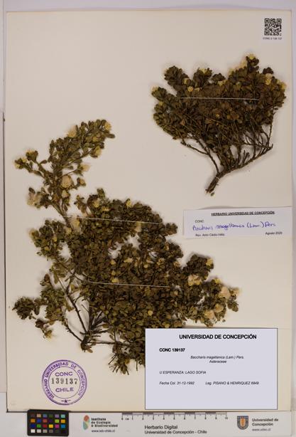 Baccharis magellanica [Espécimen: UDEC:CONC:0139137]