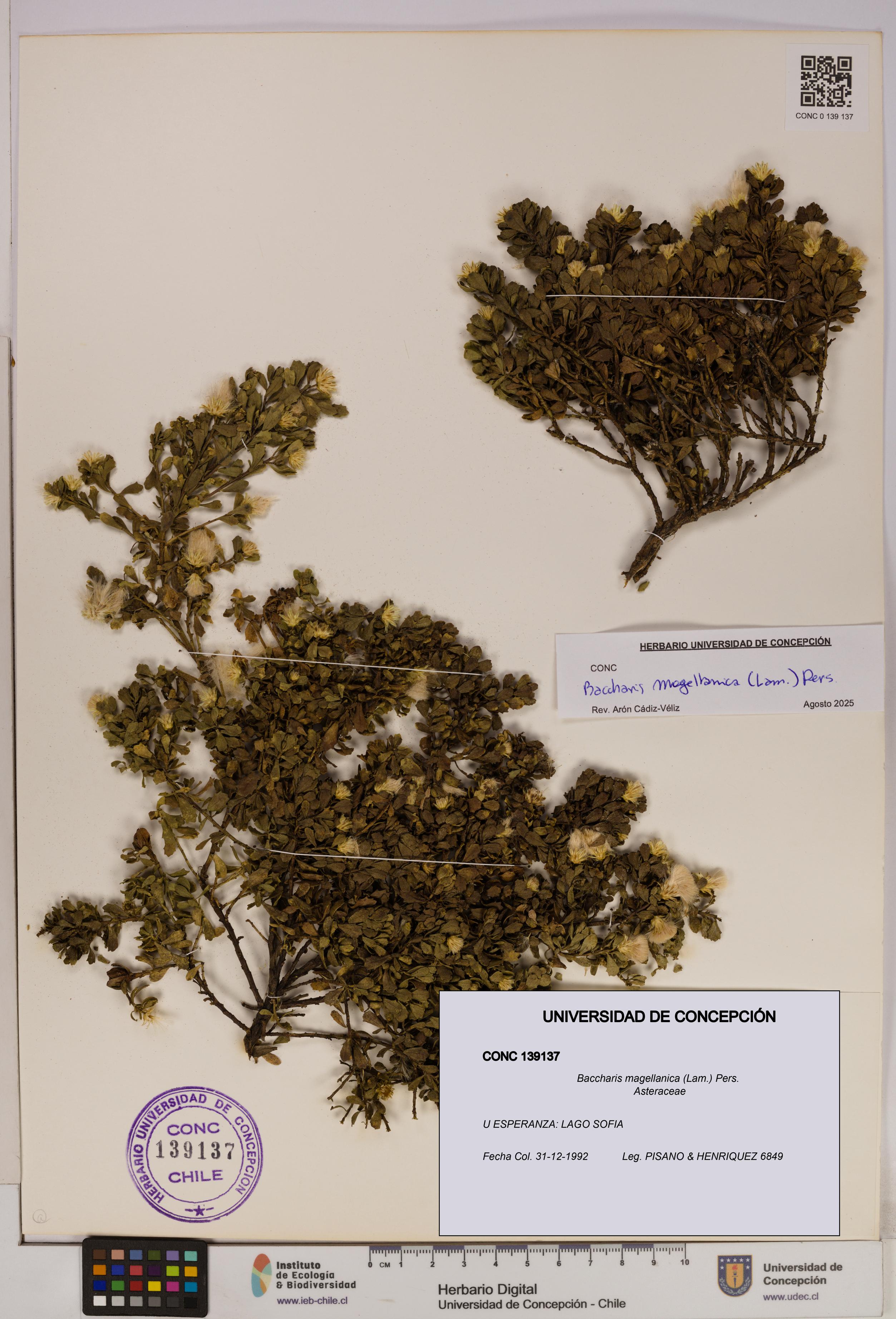 Baccharis magellanica [Espécimen: UDEC:CONC:0139137]
