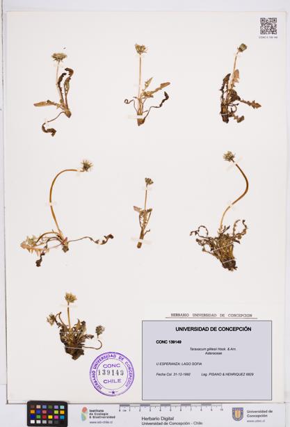 Taraxacum gilliesii [Espécimen: ]