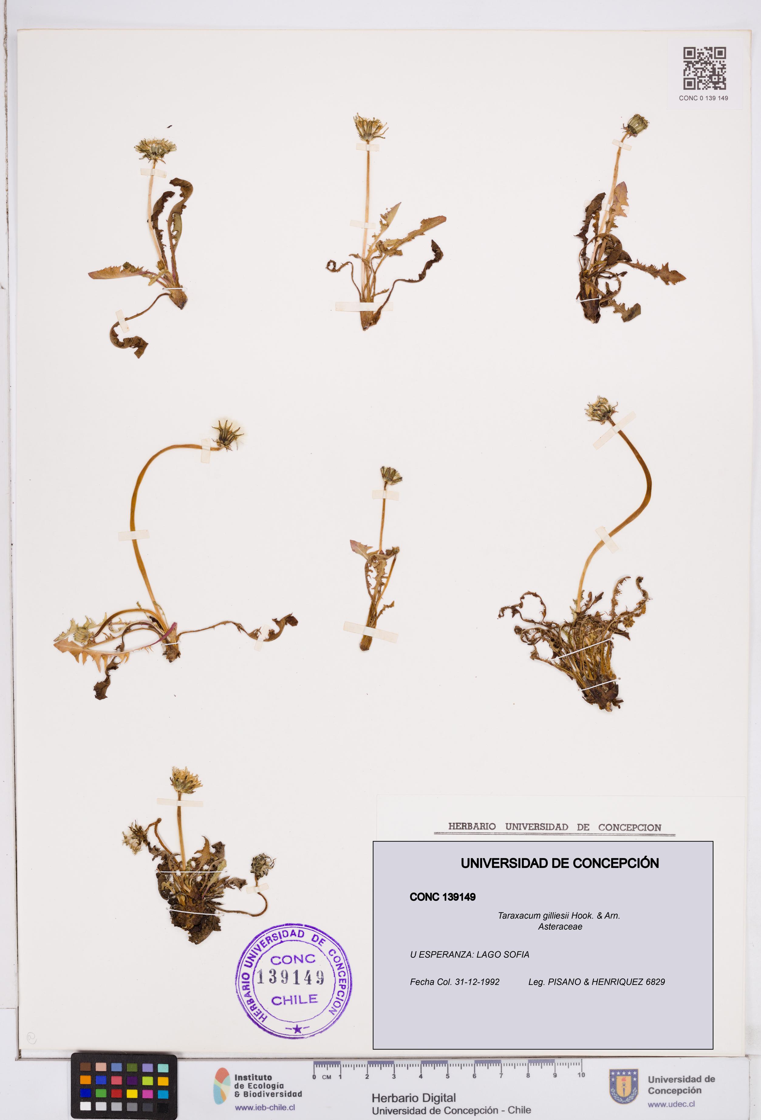 Taraxacum gilliesii [Espécimen: ]