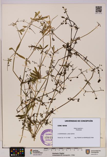 Galium aparine [Espécimen: UDEC:CONC:0139153]
