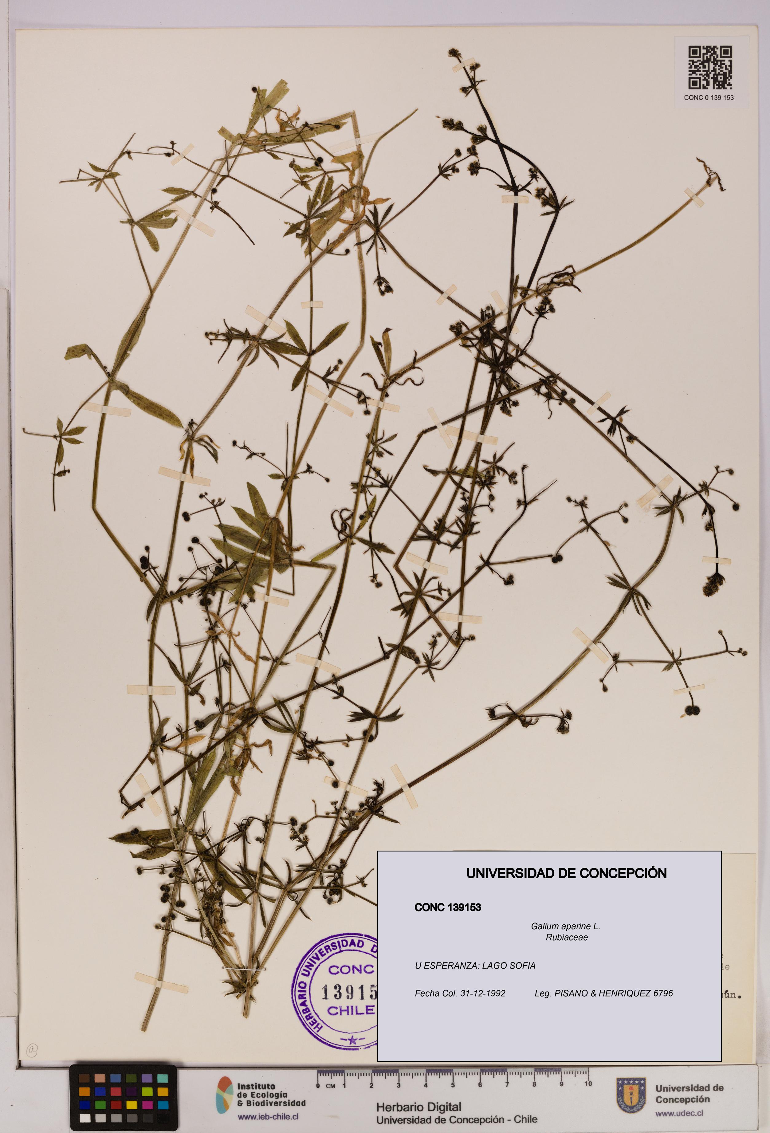 Galium aparine [Espécimen: UDEC:CONC:0139153]