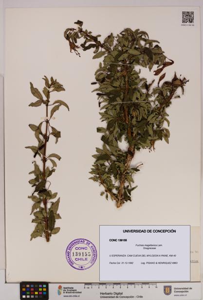 Fuchsia magellanica [Espécimen: UDEC:CONC:0139155]