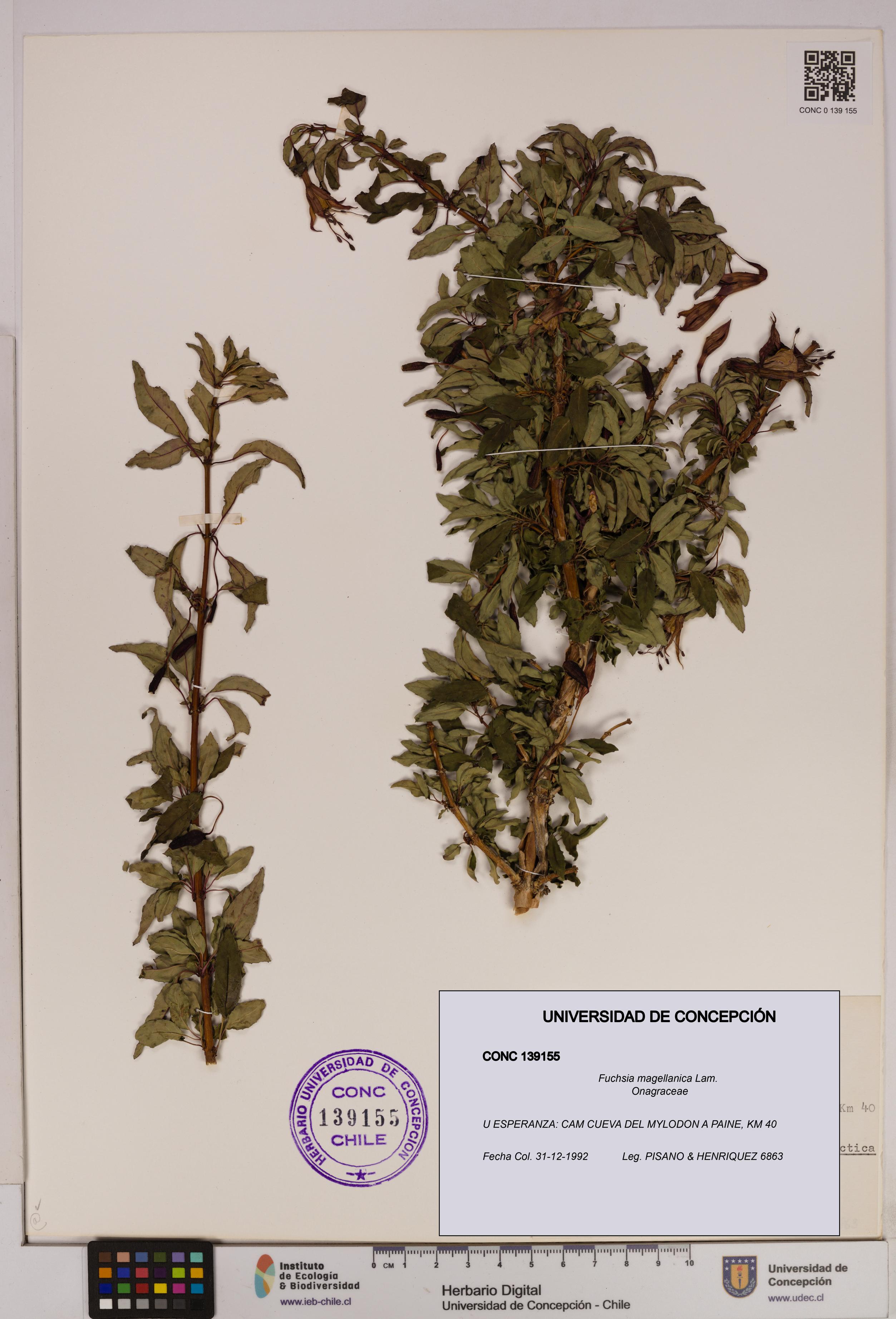 Fuchsia magellanica [Espécimen: UDEC:CONC:0139155]