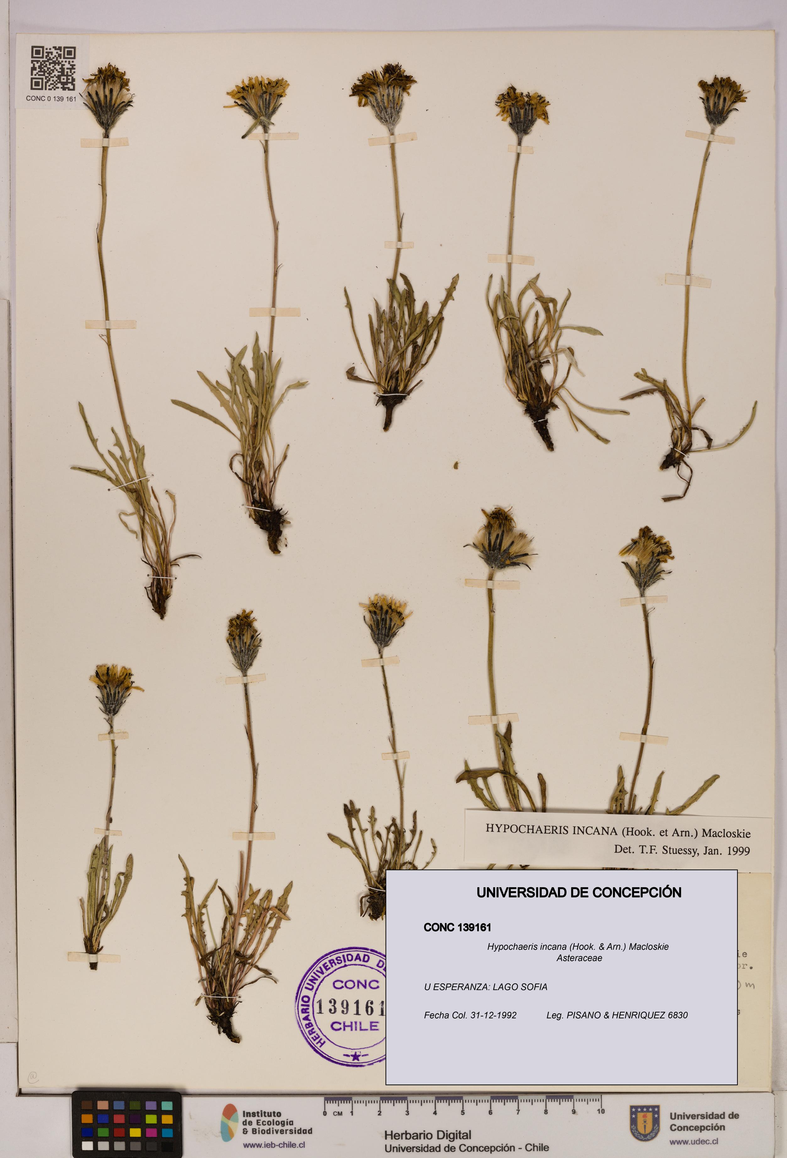 Hypochaeris incana [Espécimen: UDEC:CONC:0139161]