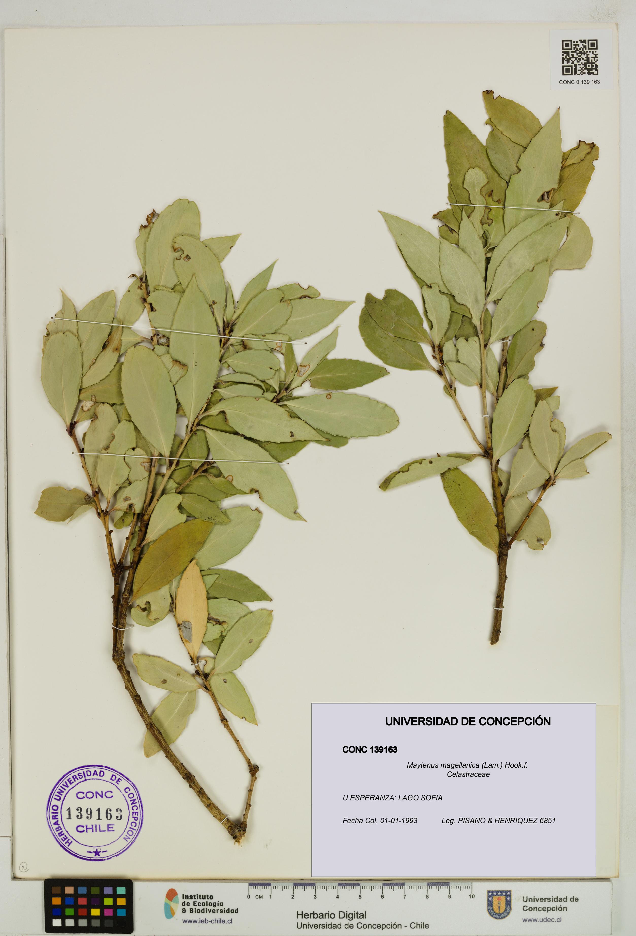 Maytenus magellanica [Espécimen: UDEC:CONC:0139163]