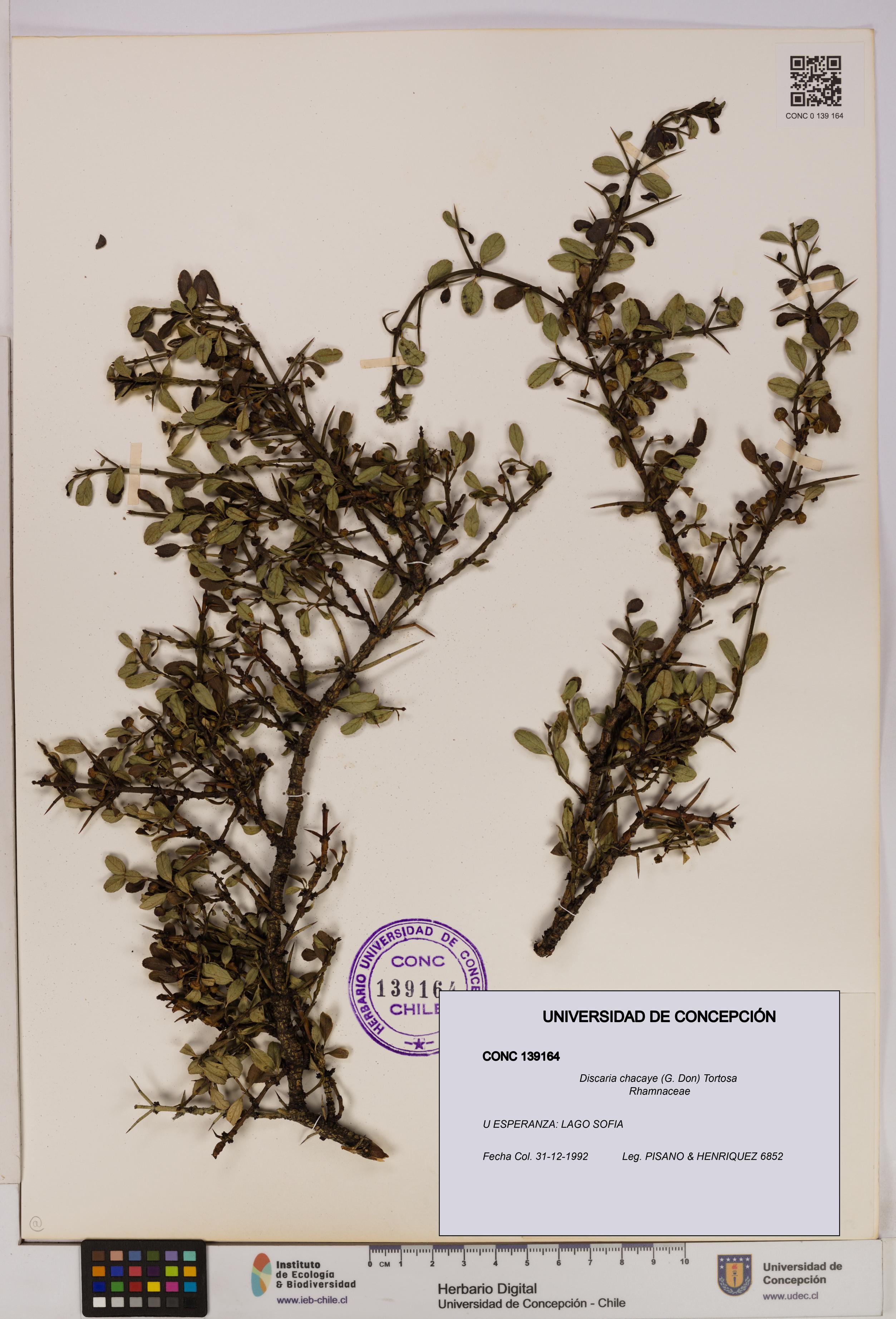 Discaria chacaye [Espécimen: UDEC:CONC:0139164]
