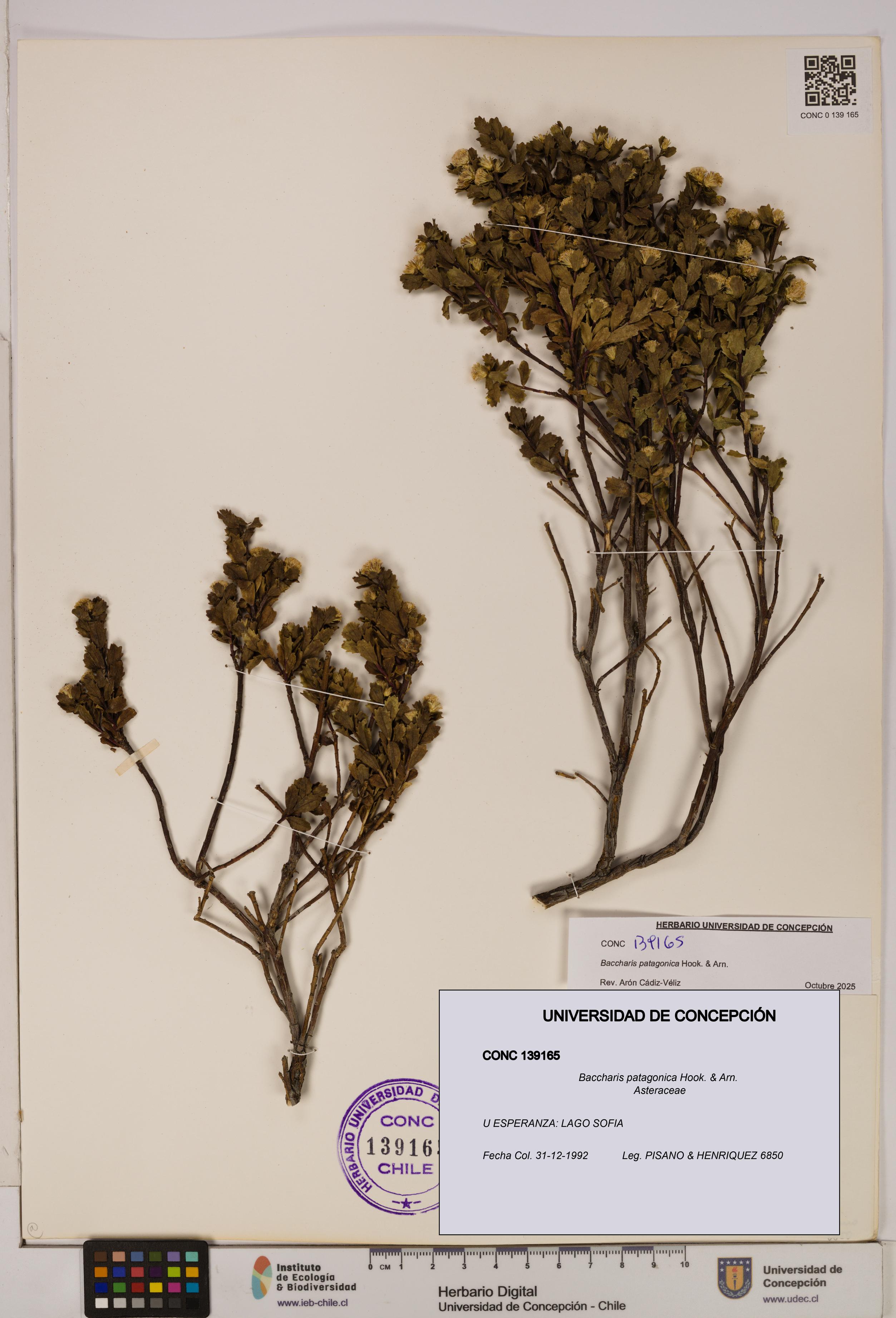 Baccharis patagonica [Espécimen: UDEC:CONC:0139165]