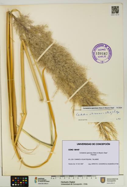 Cortaderia speciosa [Espécimen: UDEC:CONC:0139167]