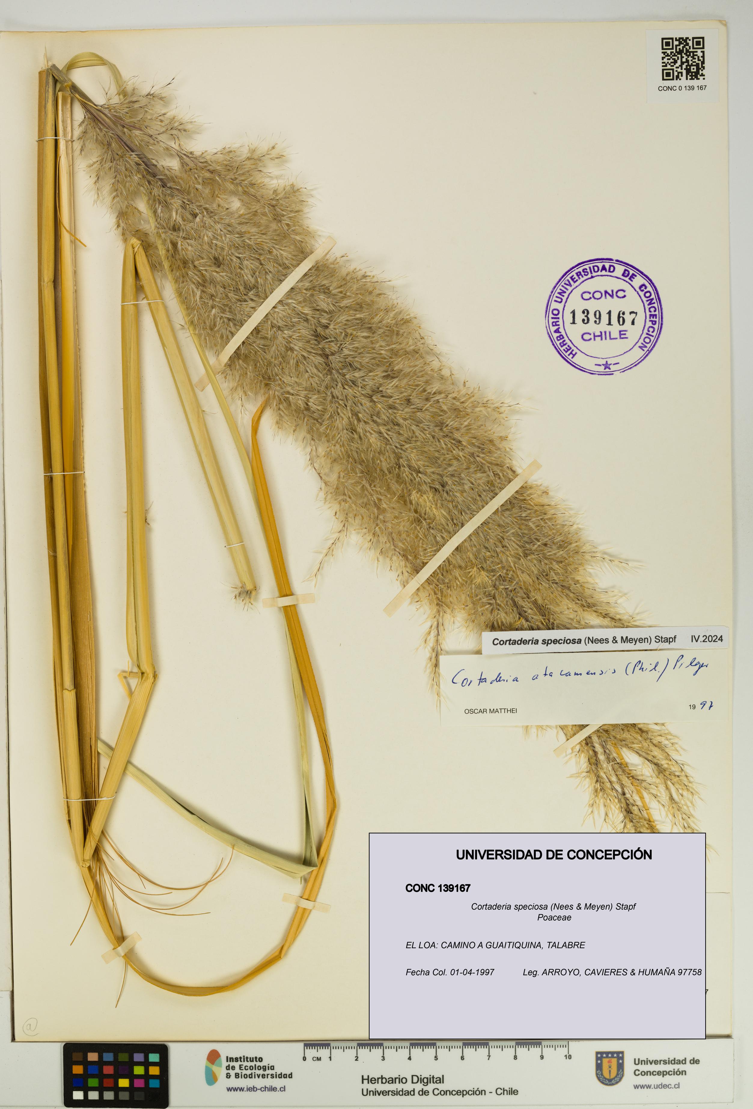 Cortaderia speciosa [Espécimen: UDEC:CONC:0139167]