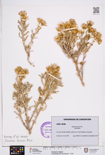Senecio leucus [Espécimen: ]