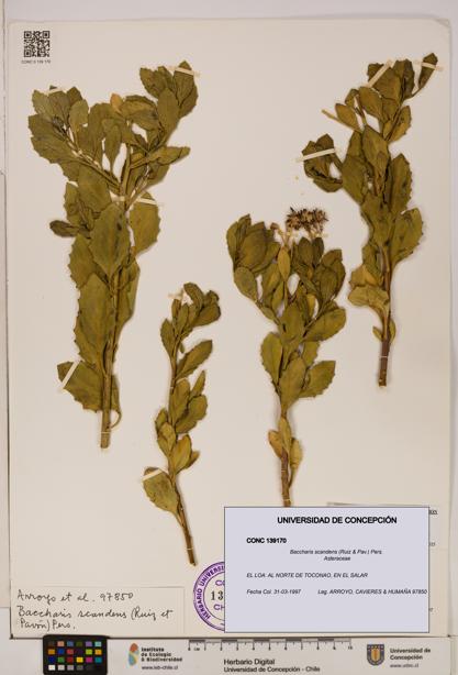 Baccharis scandens [Espécimen: UDEC:CONC:0139170]