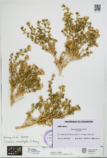Senecio oreophyton [Espécimen: UDEC:CONC:0139175]