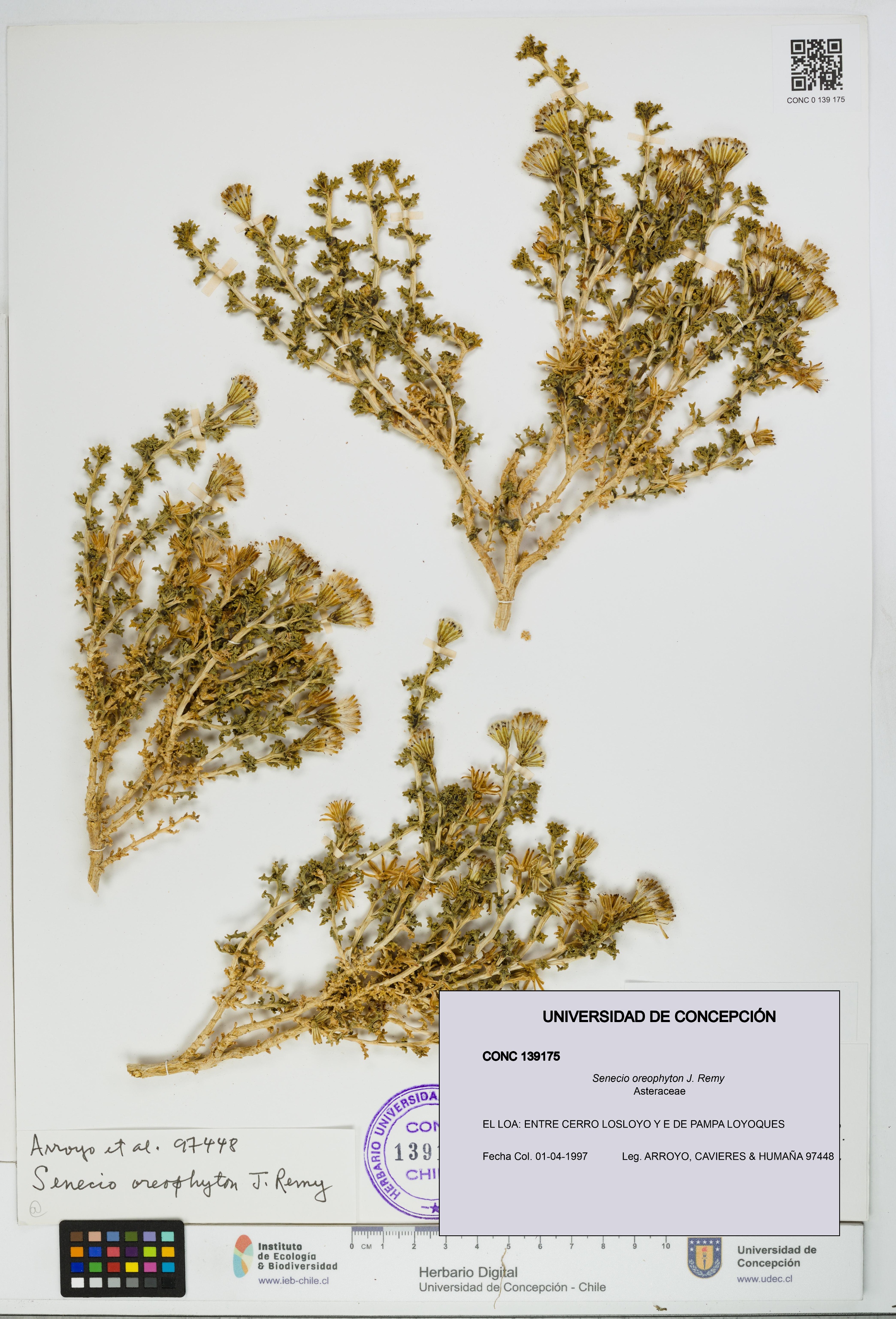 Senecio oreophyton [Espécimen: UDEC:CONC:0139175]