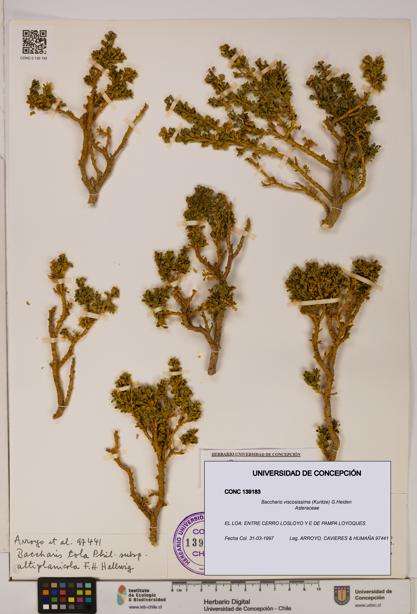 Baccharis tola [Espécimen: UDEC:CONC:0139183]