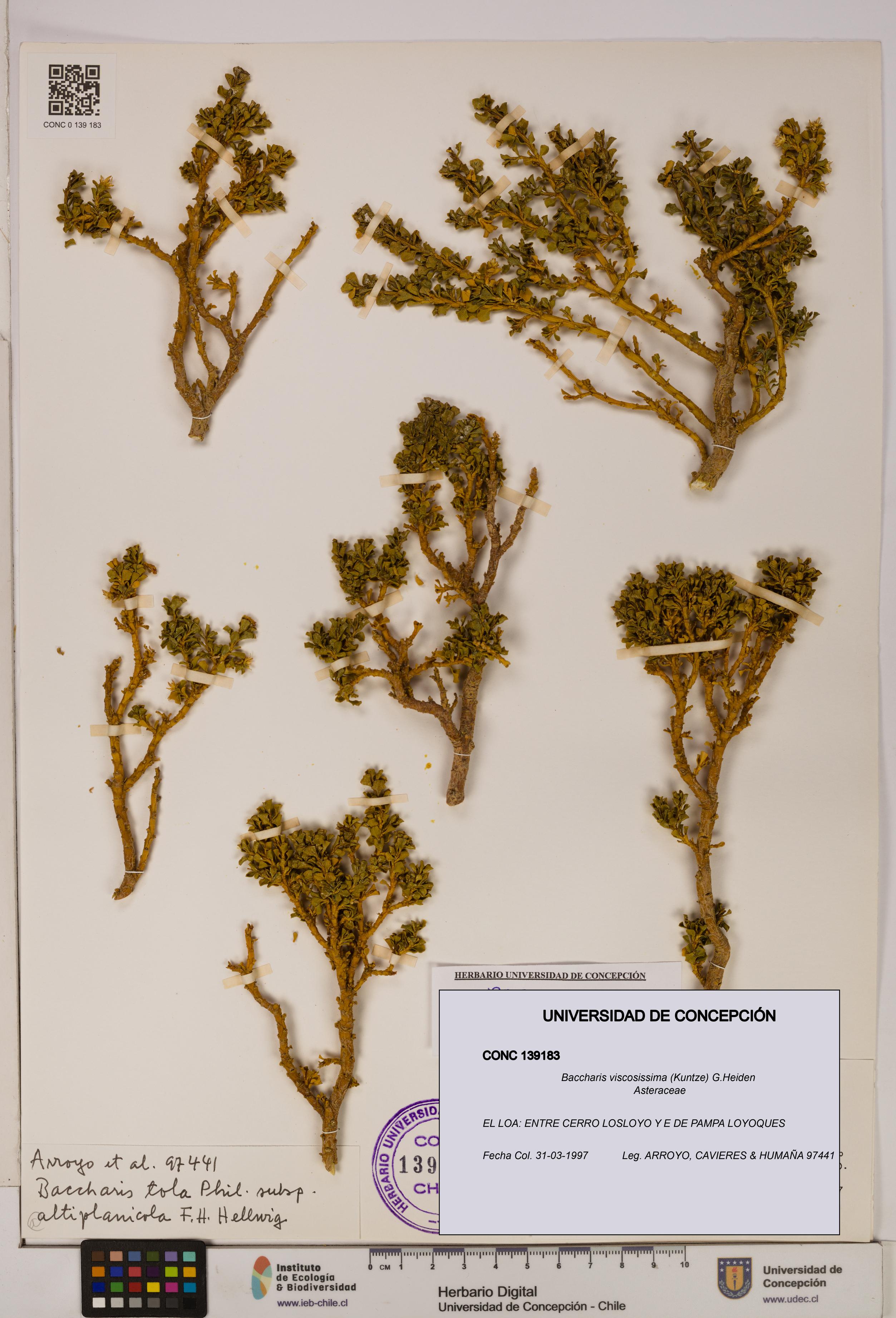 Baccharis tola [Espécimen: UDEC:CONC:0139183]