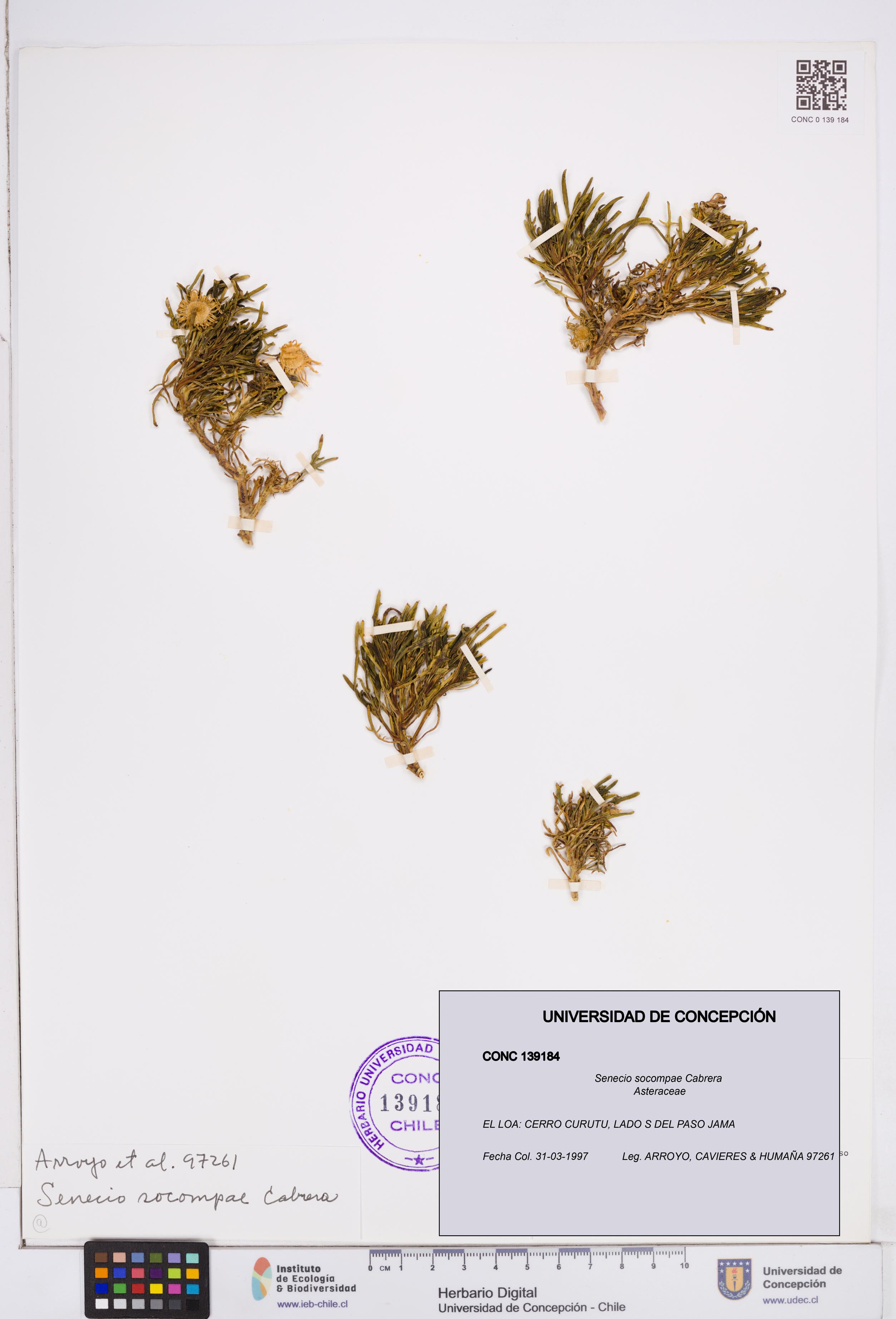 Senecio socompae [Espécimen: ]