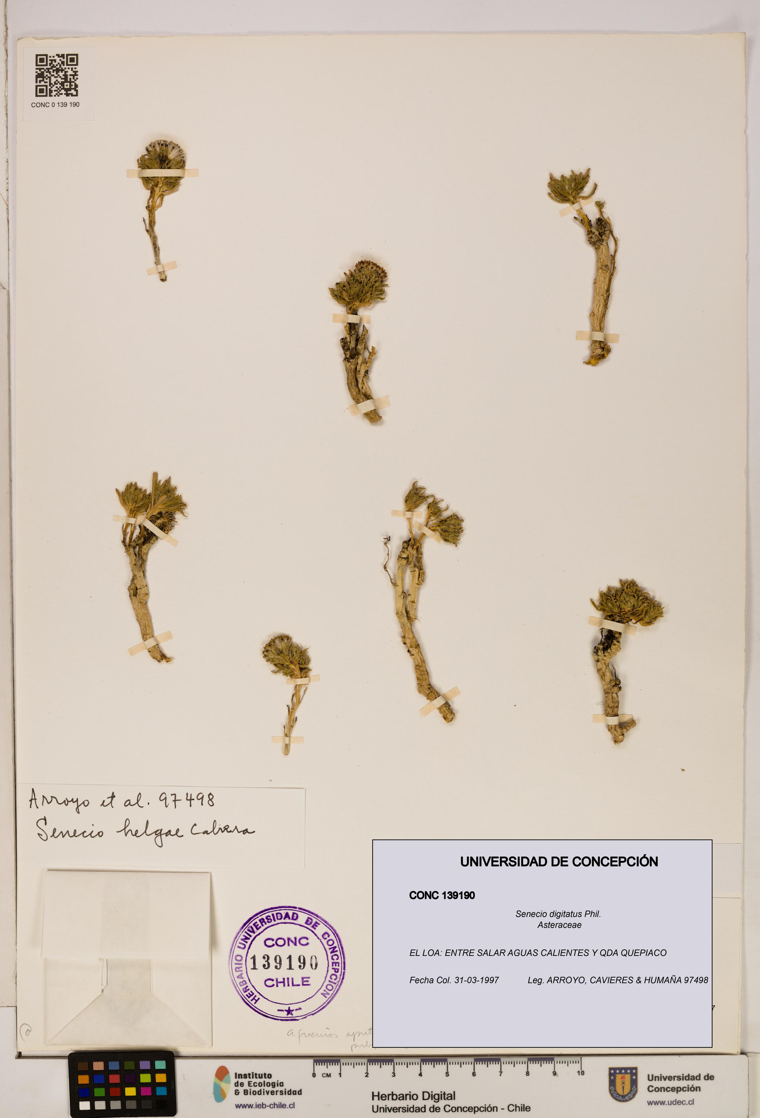 Senecio digitatus [Espécimen: UDEC:CONC:0139190]