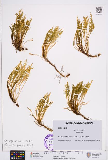 Senecio jarae [Espécimen: ]