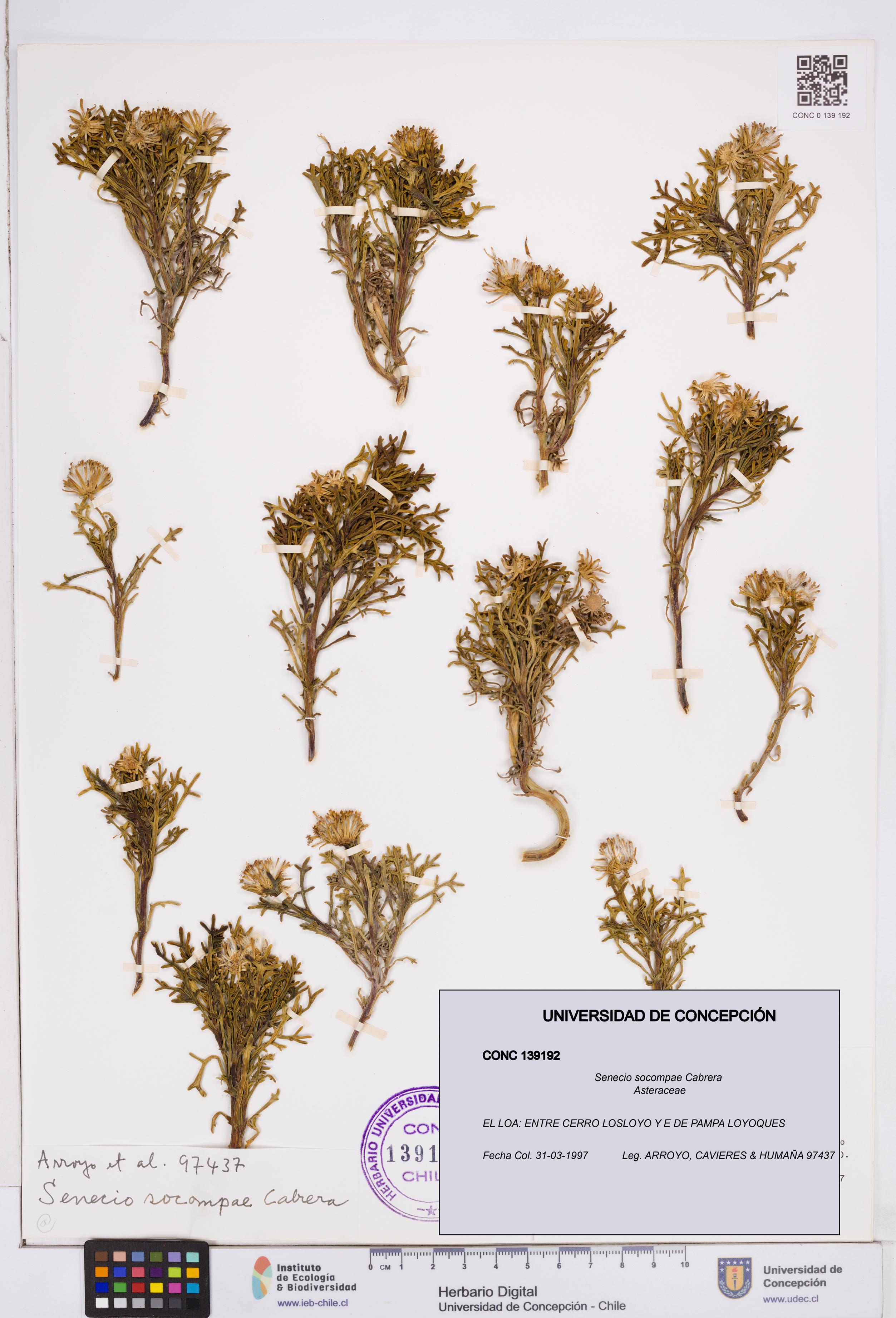 Senecio socompae [Espécimen: ]