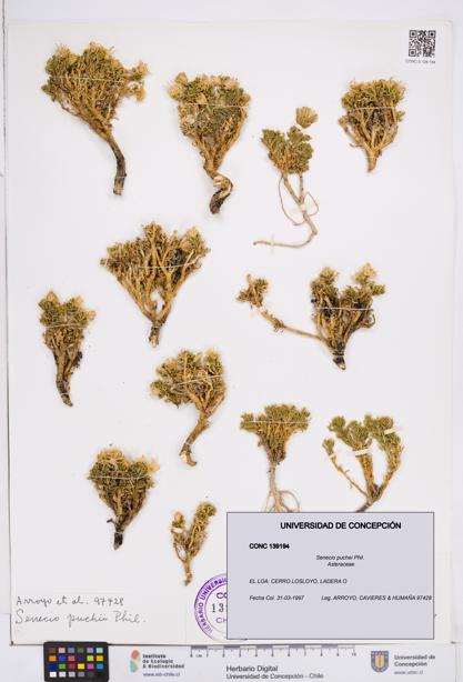 Senecio puchei [Espécimen: ]