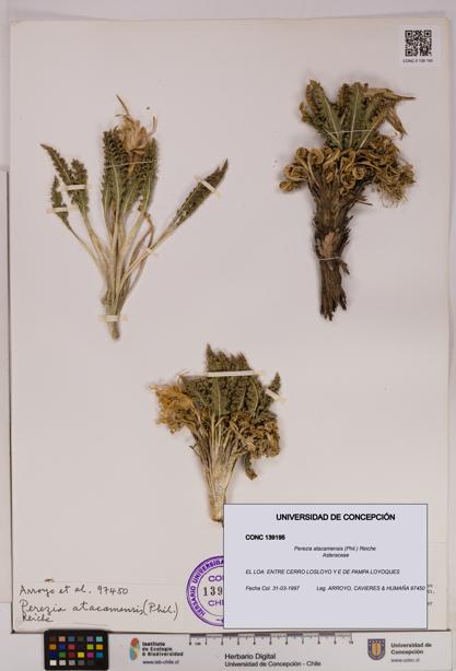 Perezia atacamensis [Espécimen: UDEC:CONC:0139195]
