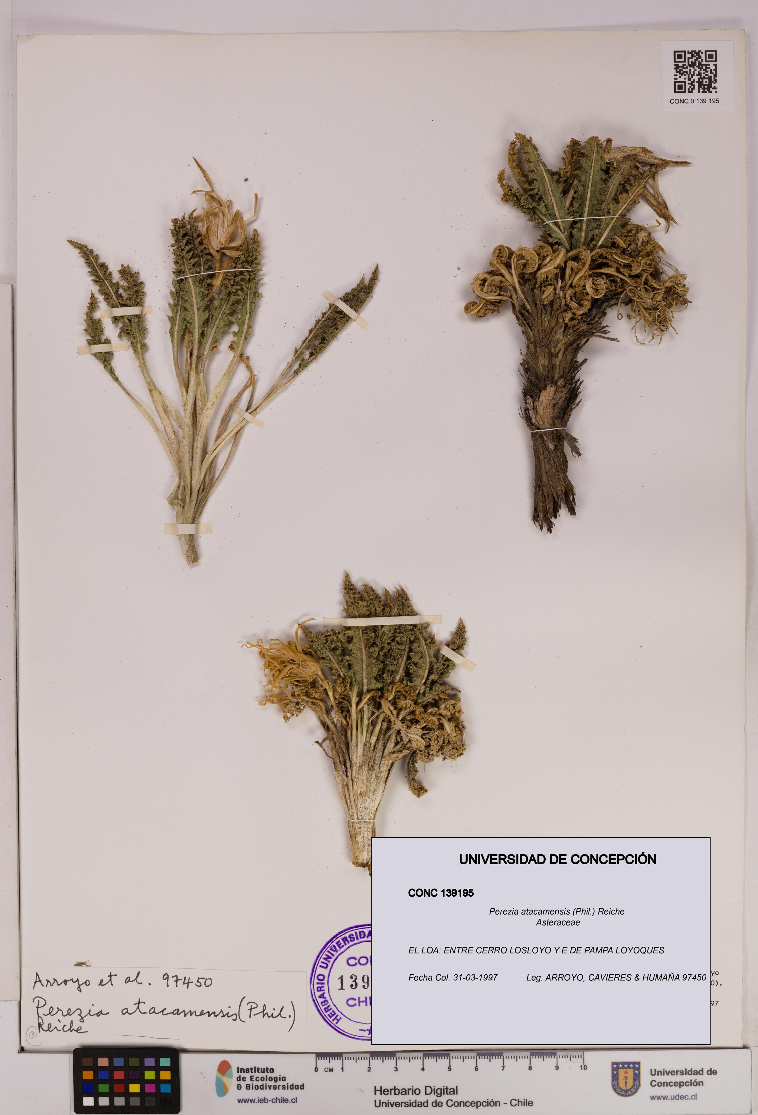 Perezia atacamensis [Espécimen: UDEC:CONC:0139195]