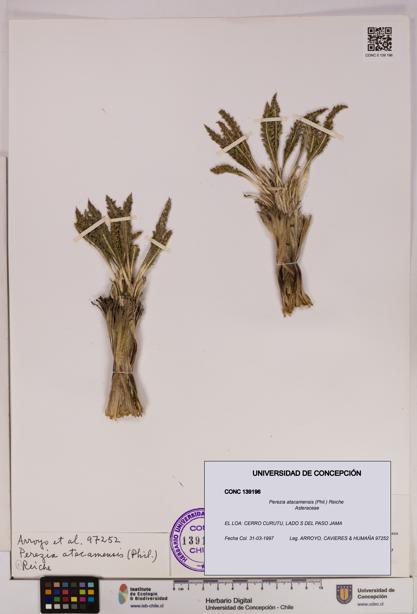 Perezia atacamensis [Espécimen: UDEC:CONC:0139196]
