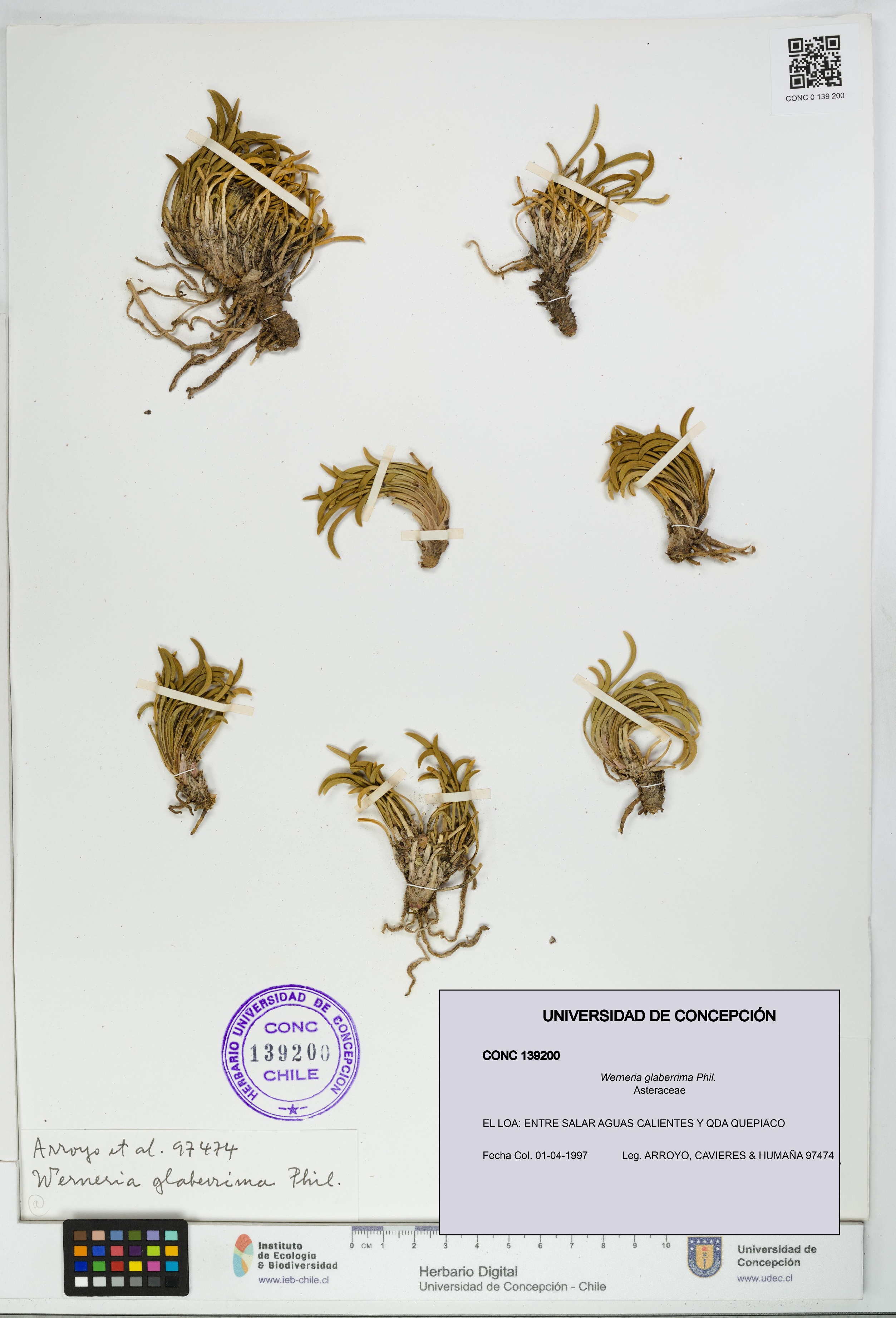 Werneria glaberrima [Espécimen: UDEC:CONC:0139200]