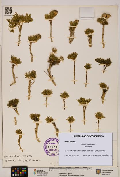 Senecio digitatus [Espécimen: UDEC:CONC:0139201]