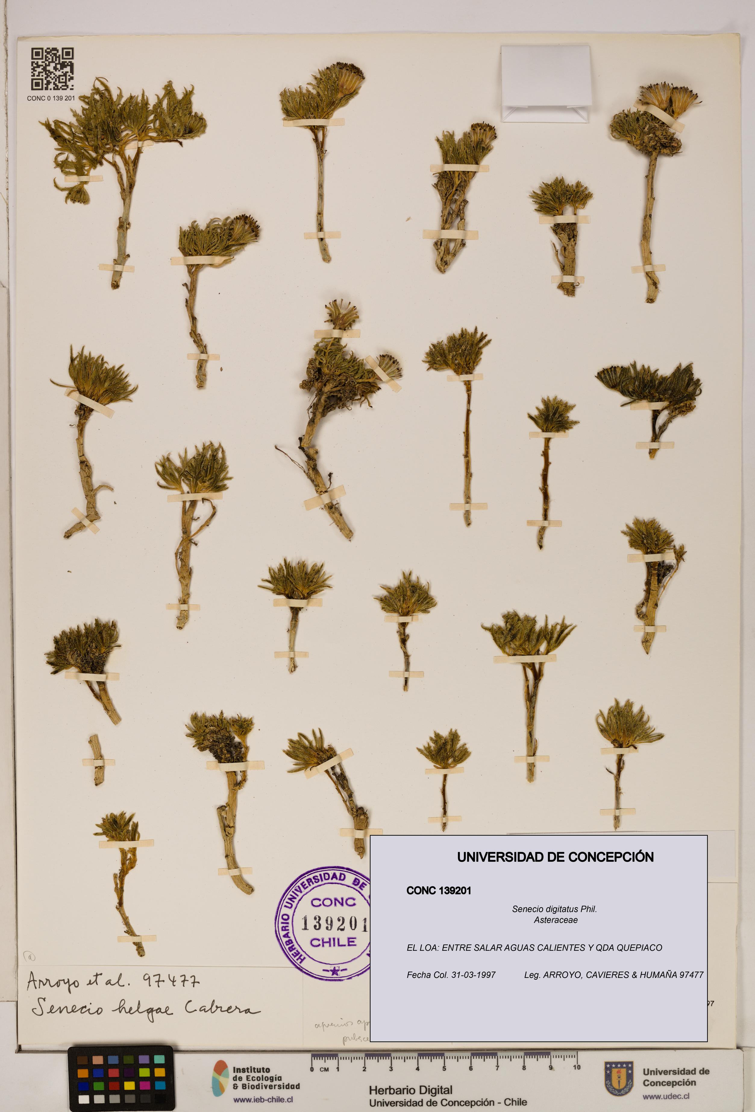 Senecio digitatus [Espécimen: UDEC:CONC:0139201]