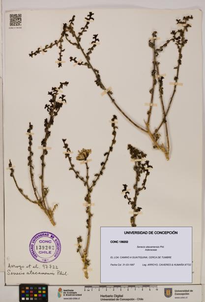 Senecio atacamensis [Espécimen: UDEC:CONC:0139202]