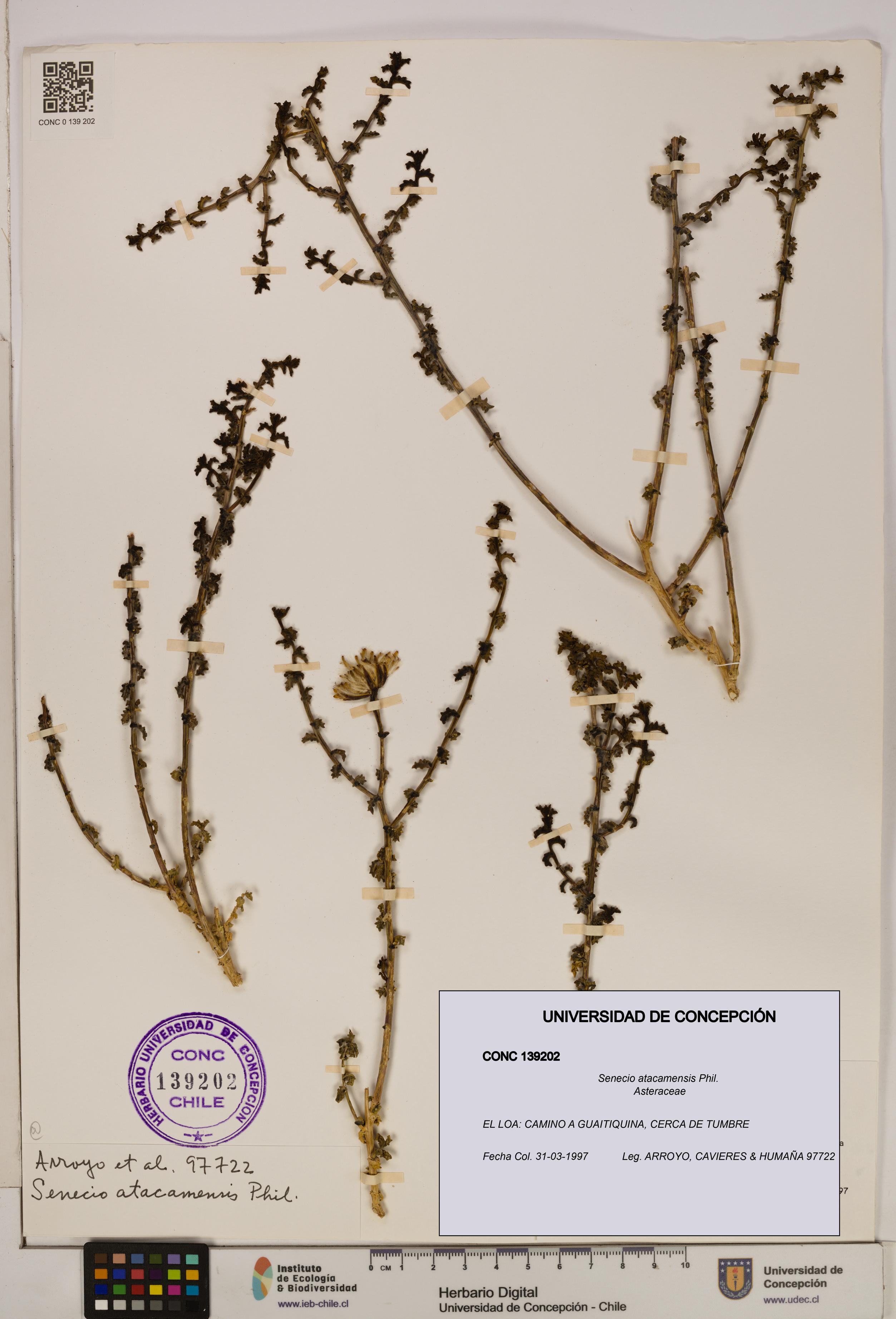Senecio atacamensis [Espécimen: UDEC:CONC:0139202]