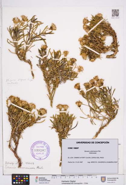 Senecio volckmannii [Espécimen: ]