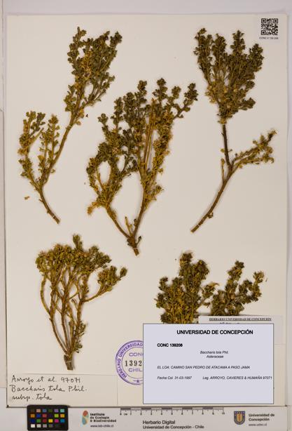Baccharis tola [Espécimen: UDEC:CONC:0139208]