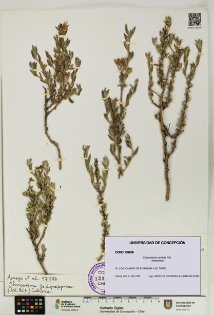 Chersodoma candida [Espécimen: UDEC:CONC:0139209]