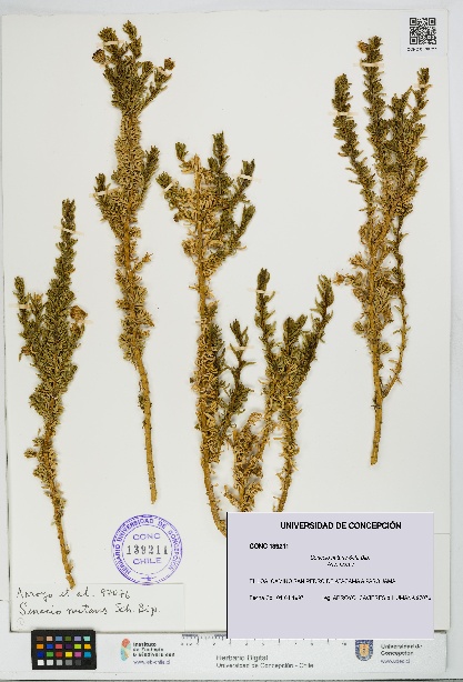 Senecio nutans [Espécimen: UDEC:CONC:0139211]