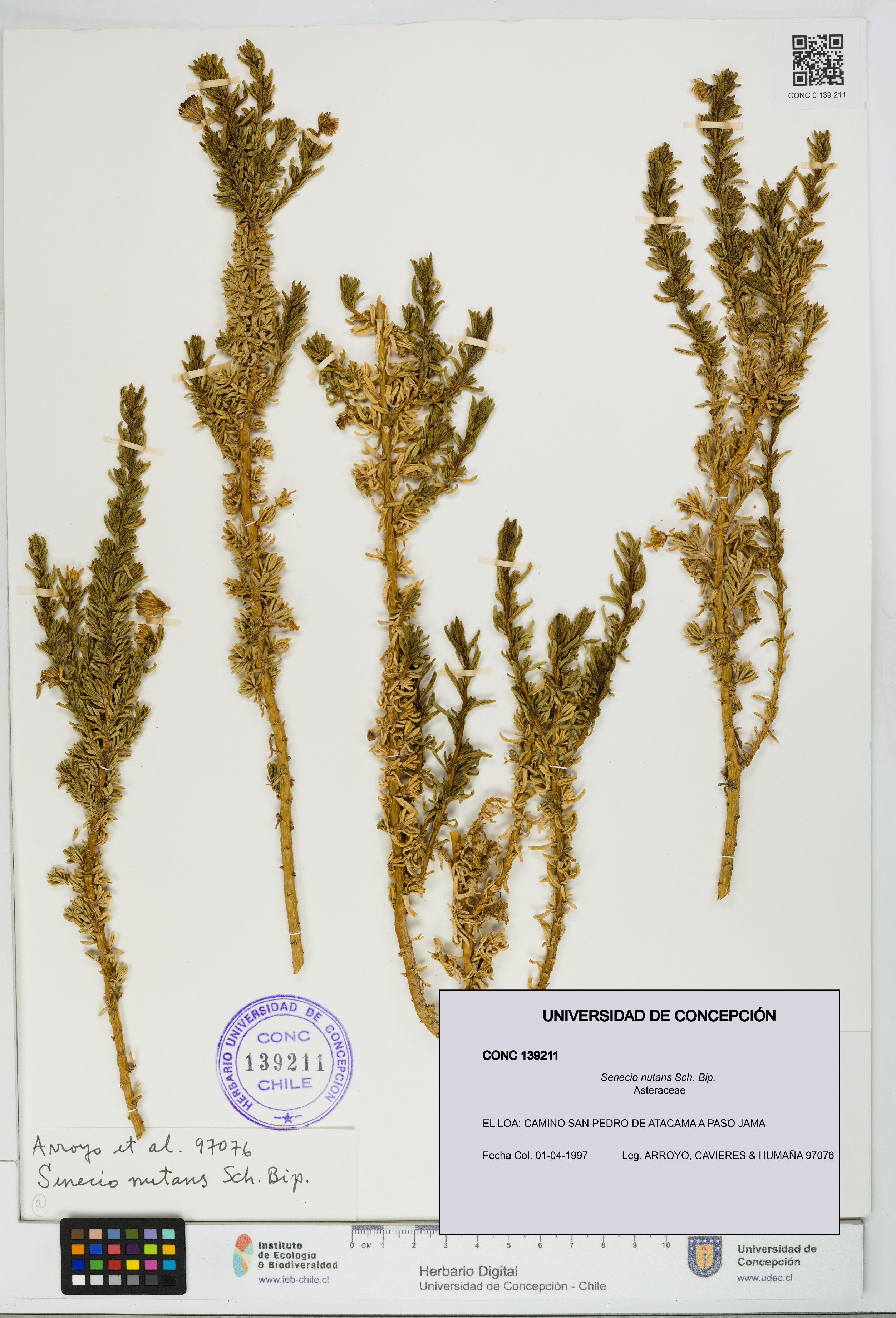 Senecio nutans [Espécimen: UDEC:CONC:0139211]