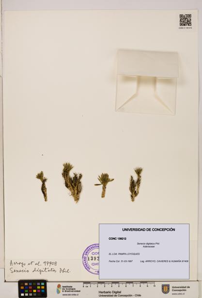 Senecio digitatus [Espécimen: UDEC:CONC:0139212]