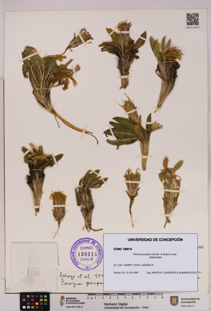 Perezia pungens [Espécimen: UDEC:CONC:0139214]