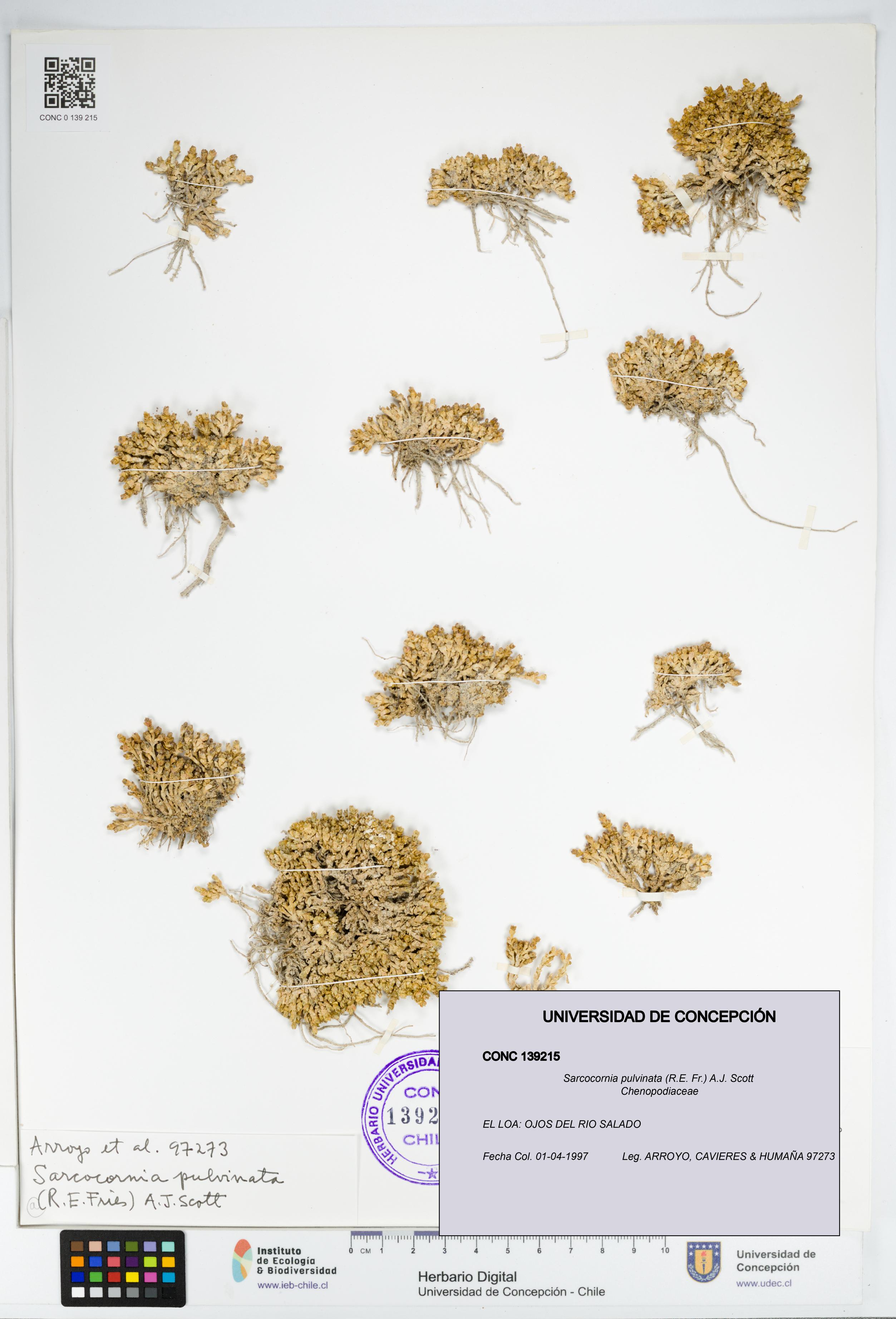 Sarcocornia pulvinata [Espécimen: UDEC:CONC:0139215]