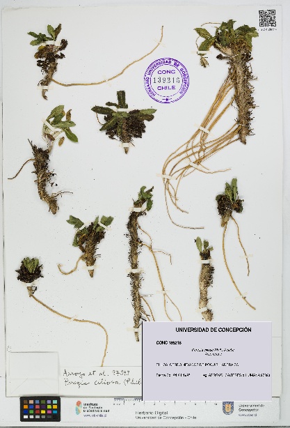 Perezia ciliosa [Espécimen: UDEC:CONC:0139216]