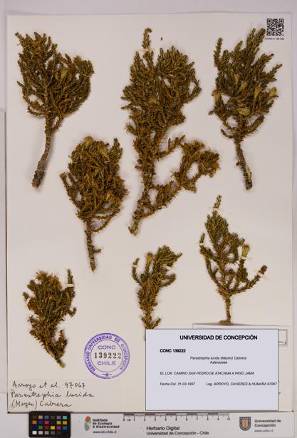 Parastrephia lucida [Espécimen: UDEC:CONC:0139222]